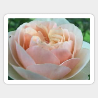 Pink Rose Sticker